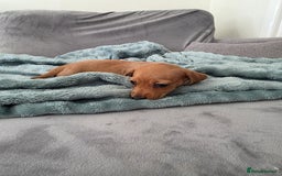 Miniature Dachshund dogs for sale: Sausage-shaped bundles of joy ❤️🌭 - Image 6