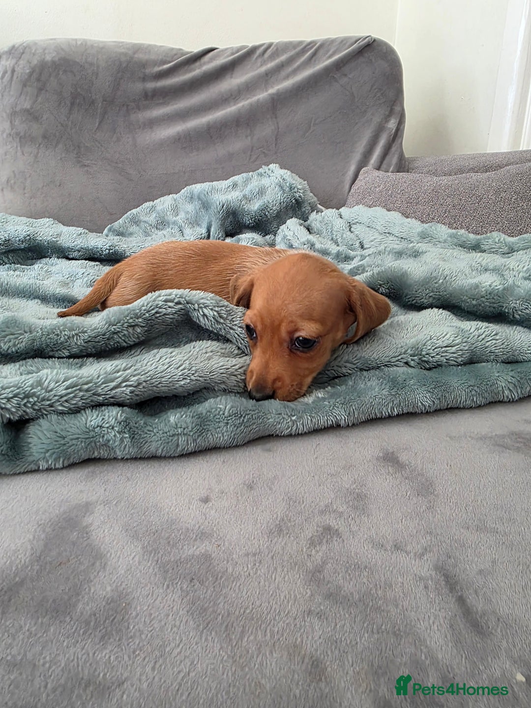 Miniature Dachshund dogs for sale: Sausage-shaped bundles of joy ❤️🌭 - Image 6