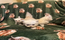 Persian cats for sale: 🌟 Trio of Precious, Purebred Persian Kittens 🌟 - Image 2