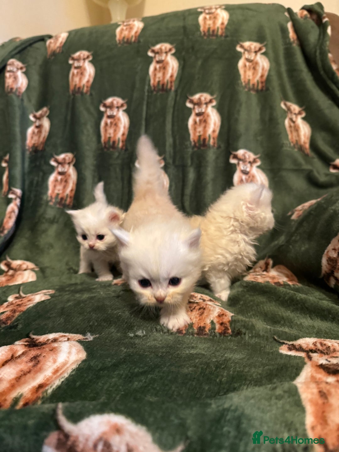 Persian cats for sale: 🌟 Trio of Precious, Purebred Persian Kittens 🌟 - Image 2