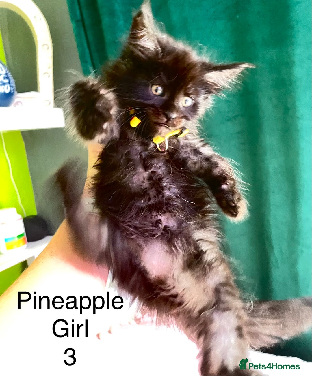 Maine Coon cats for sale: Gorgeous Black & Black Smoke kittens TICA parents - Image 21