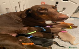 Dobermann dogs for sale: KC REGISTERED DOBERMAN PUPS - Image 38
