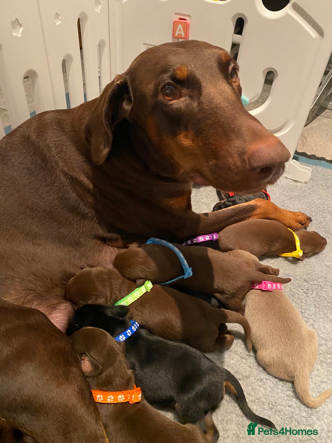Dobermann dogs for sale: KC REGISTERED DOBERMAN PUPS - Image 38