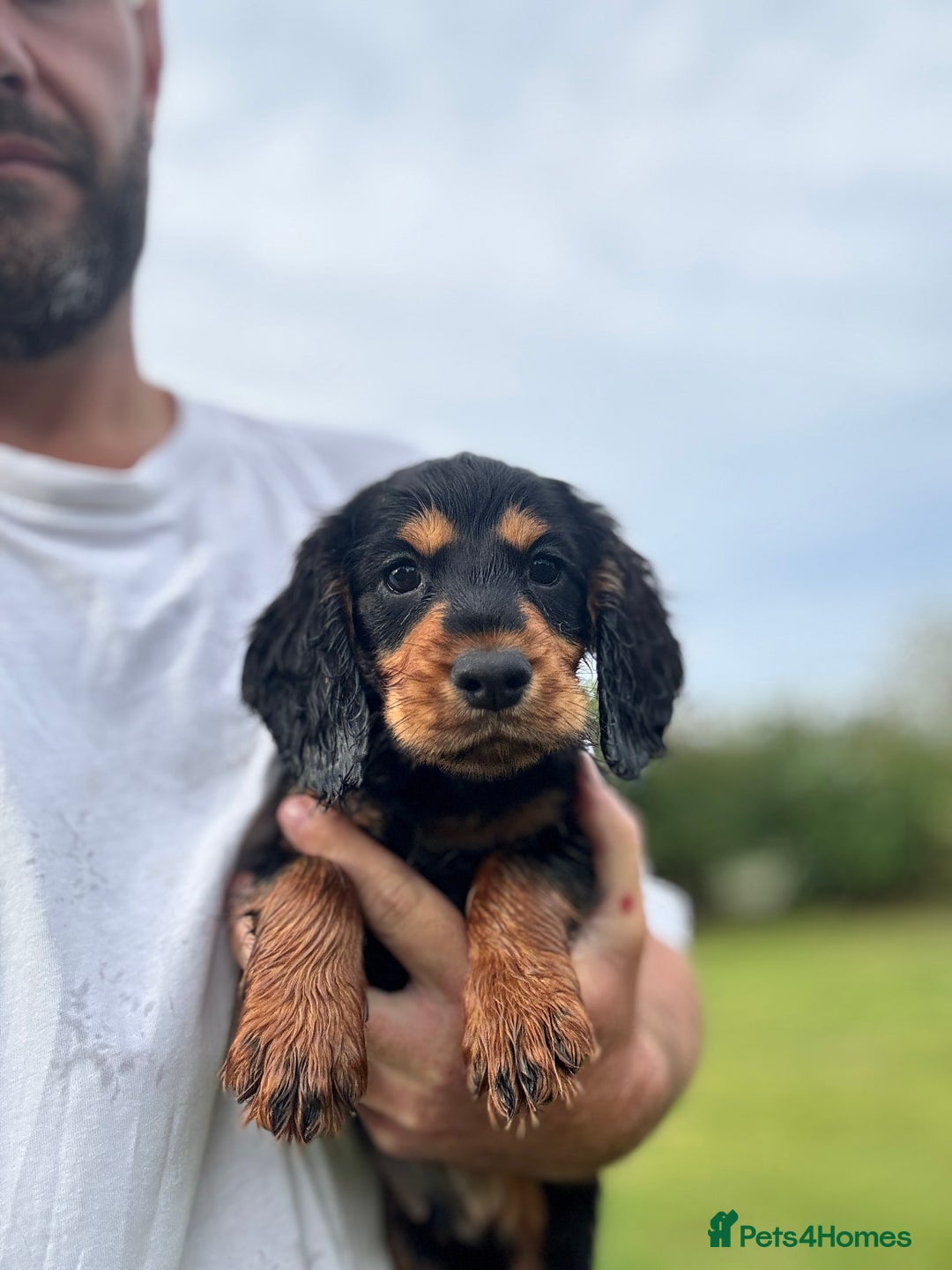 Cocker Spaniel dogs for sale: Champion bred working cocker spaniel - Image 6