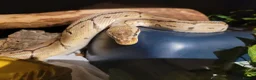 Python Snake reptiles for sale: Male Royal Python  in Wigan - Advert 3