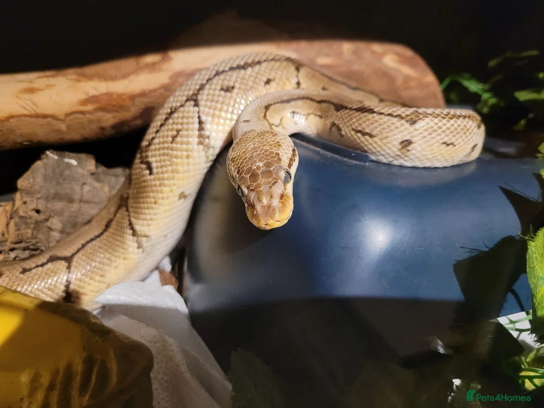 Python Snake reptiles for sale: Male Royal Python  in Wigan - Advert 3