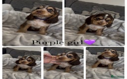Cocker Spaniel dogs for sale: Show cocker spaniel (chocolate sable) - Image 13