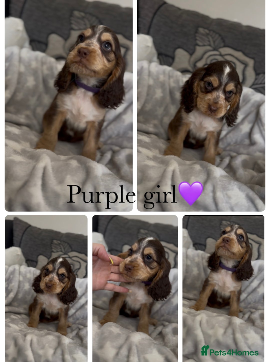 Cocker Spaniel dogs for sale: Show cocker spaniel (chocolate sable) - Image 13