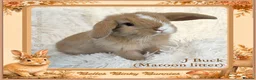 Mini Lop rabbits for sale: 🌻 Baby Mini Lops 🌻 Reserve Now 🌻 Ready 4th Oct - Advert 24