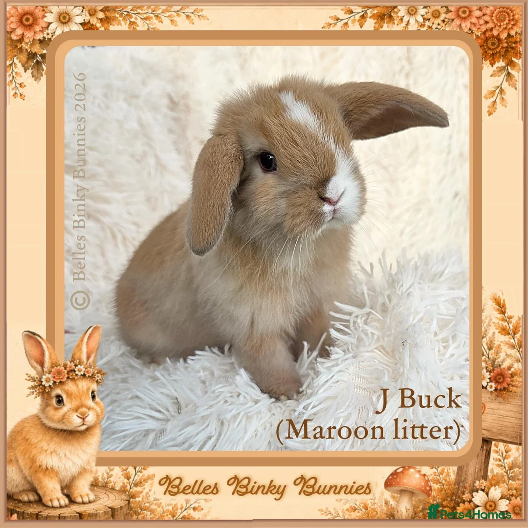 Mini Lop rabbits for sale: 🌻 Baby Mini Lops 🌻 Reserve Now 🌻 Ready 4th Oct - Advert 24