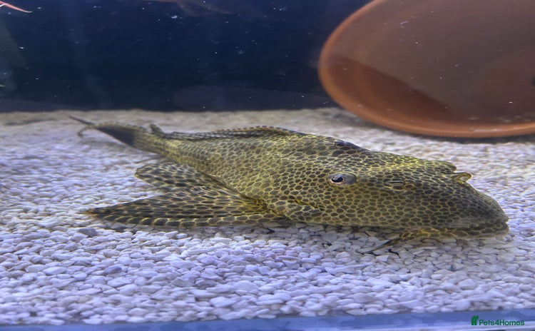 Plecos fish - Advert 14
