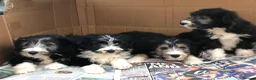 Bearded Collie dogs for sale: Beautiful Bearded Collie Puppies.  - Advert 6
