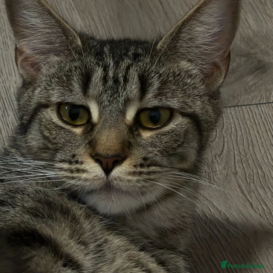 Mixed Breed cats for sale: Mixed-Breed Kittens.Ready for Their New Family - Advert 3