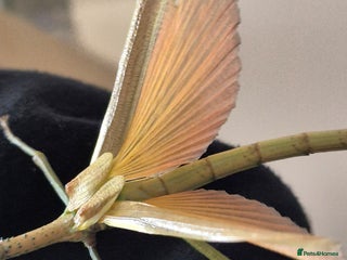 Stick Insects invertebrates - Advert 1