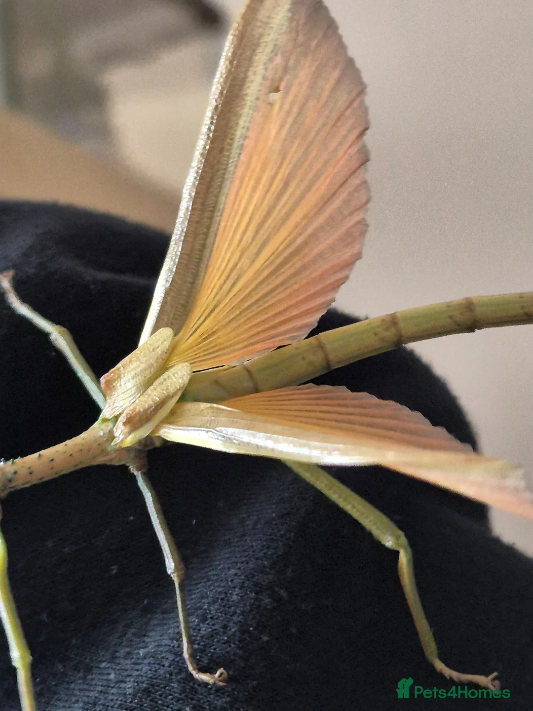 Stick Insects invertebrates for sale: Live stick insects and eggs - Advert 2