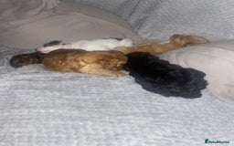 Cockapoo dogs for sale: F2 Cockapoo pups  - Image 3