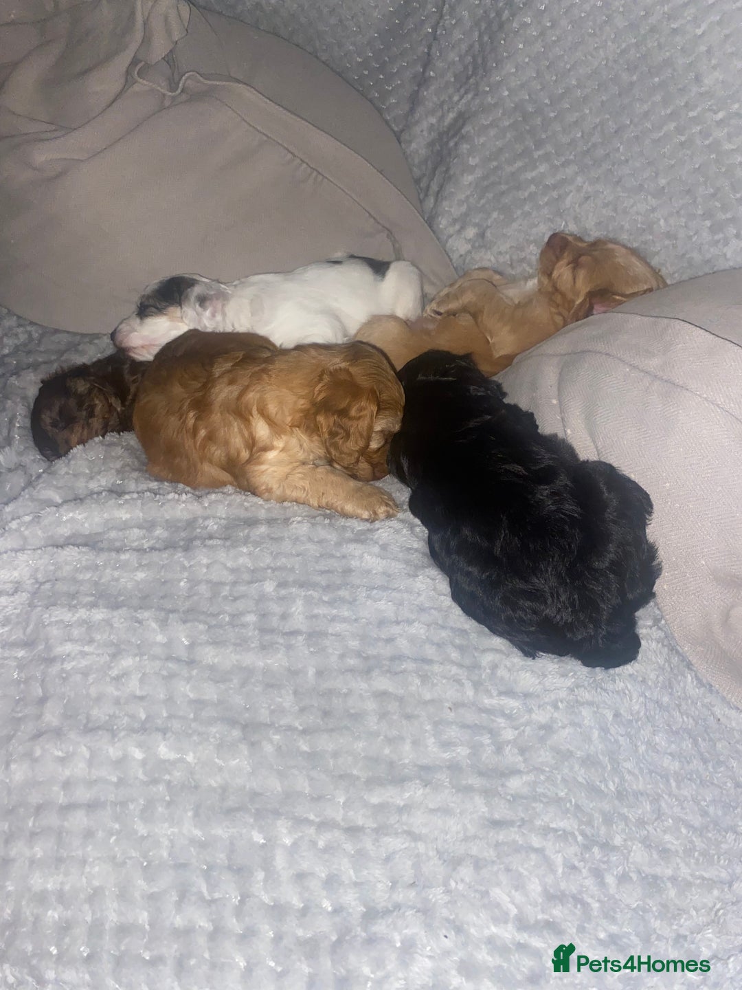 Cockapoo dogs for sale: F2 Cockapoo pups  - Image 3