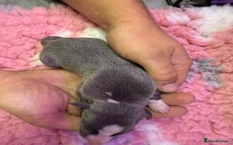 Whippet dogs for sale: Whippet , blue and blue and white puppies for sale - Image 4