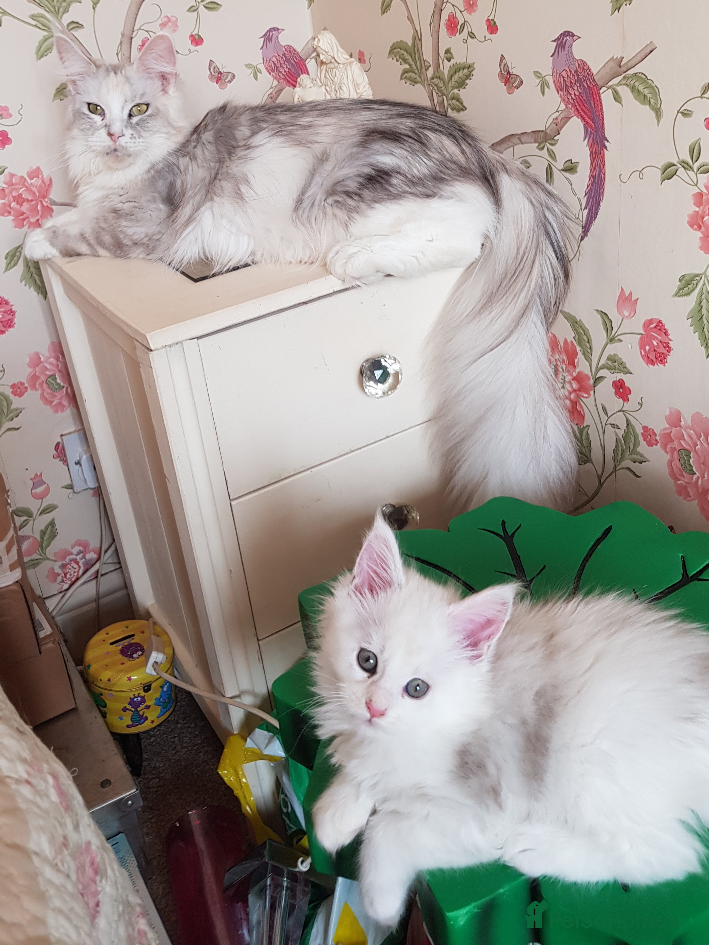 Maine Coon cats 2 stunning pure bread maine coon kittens  - Advert 5