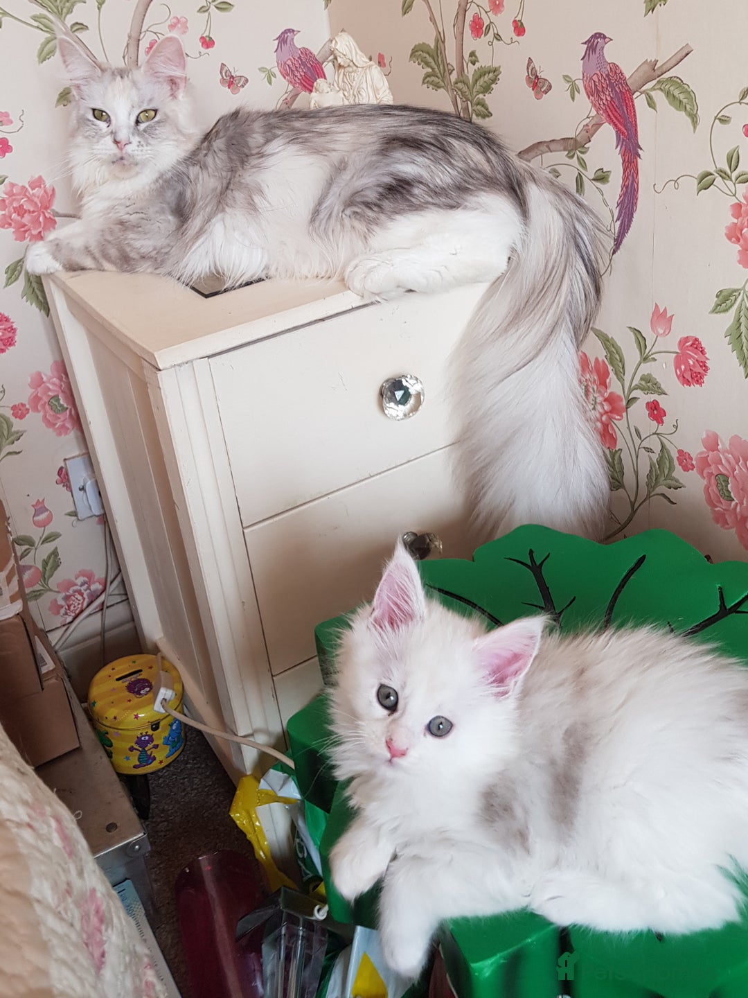 Maine Coon cats for sale: 2 stunning pure bread maine coon kittens  - Advert 1