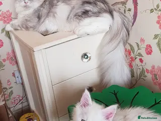 Maine Coon cats 2 stunning pure bread maine coon kittens - Advert 9