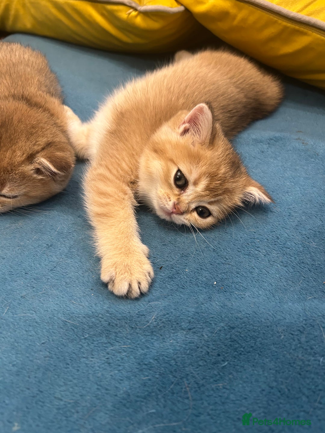 Scottish Fold cats for sale: Gold chinchilla baby’s available  - Advert 30