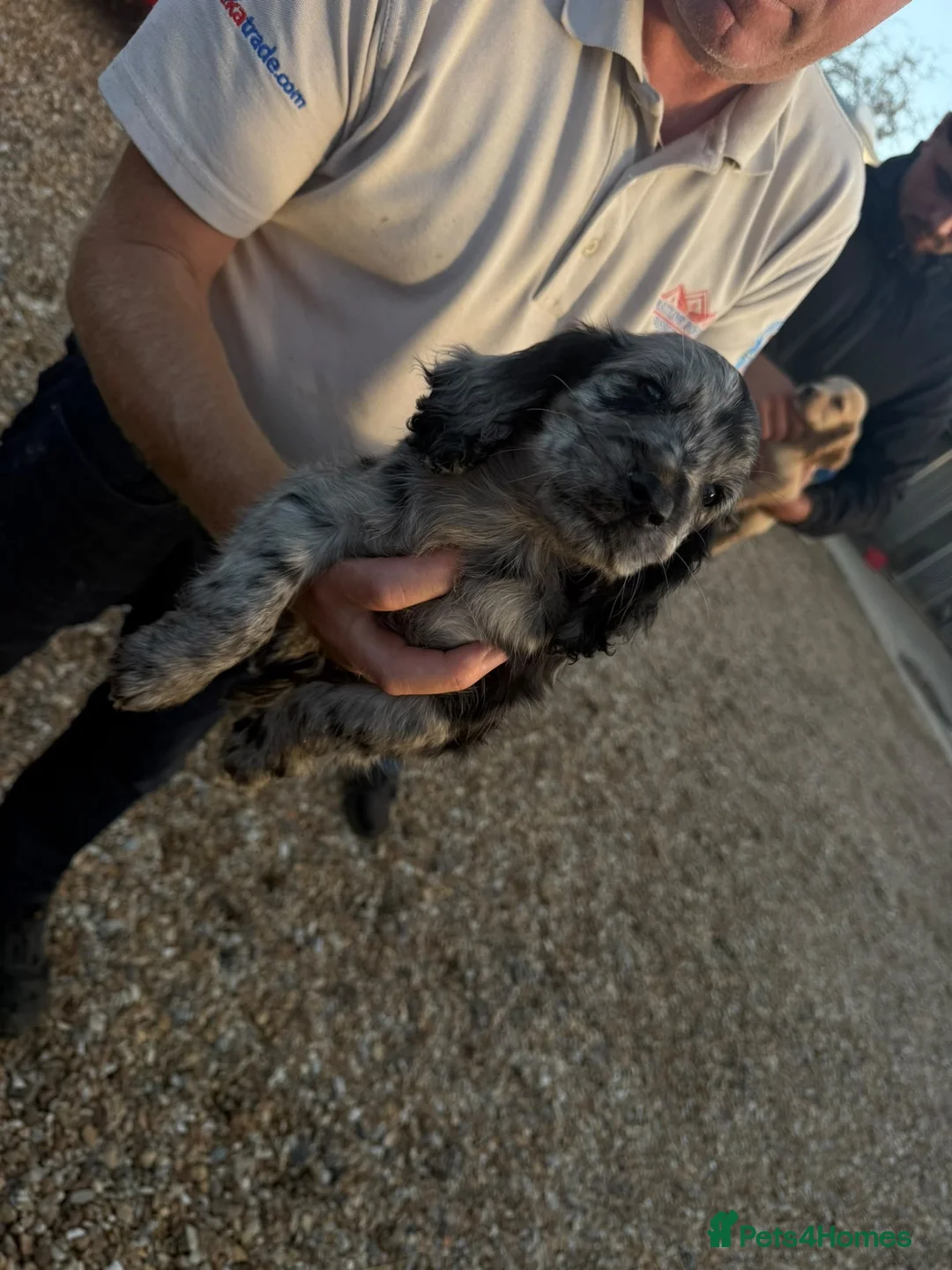 Cocker Spaniel dogs for sale: Beautiful cocker spaniels  in Chichester - Advert 2