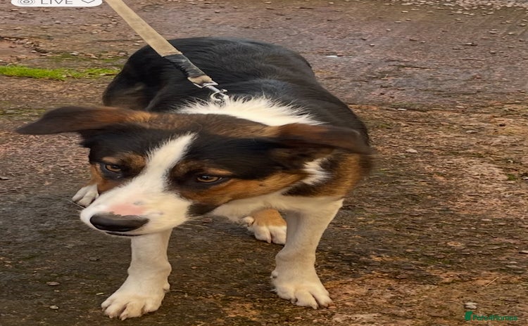 Border Collie dogs - Advert 14