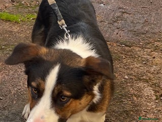 Border Collie dogs - Advert 1