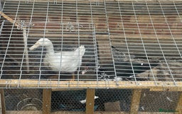 Ducks poultry for sale: Beautiful ducks - Image 1