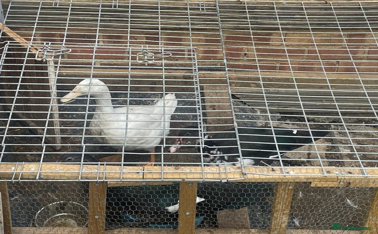 Ducks poultry - Advert 2