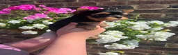 Yorkshire Terrier dogs for sale: ❤️ Beautiful Yorkshire Terrier Puppies ❤️ in Sittingbourne - Advert 3