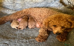 Poochon dogs for sale: Gorgeous Red Toy Poochon Pups fully health tested - Image 14