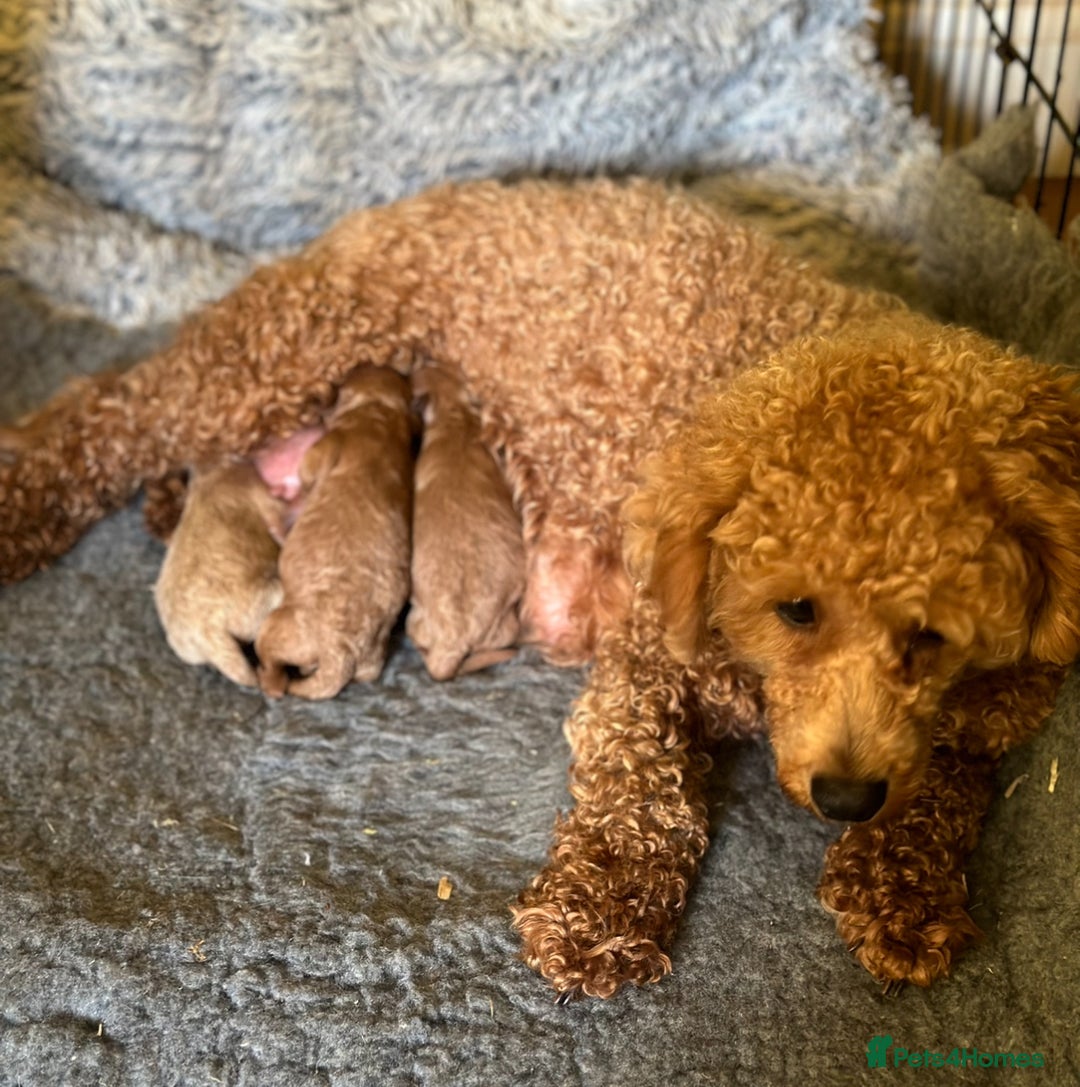 Poochon dogs for sale: Gorgeous Red Toy Poochon Pups fully health tested - Image 14