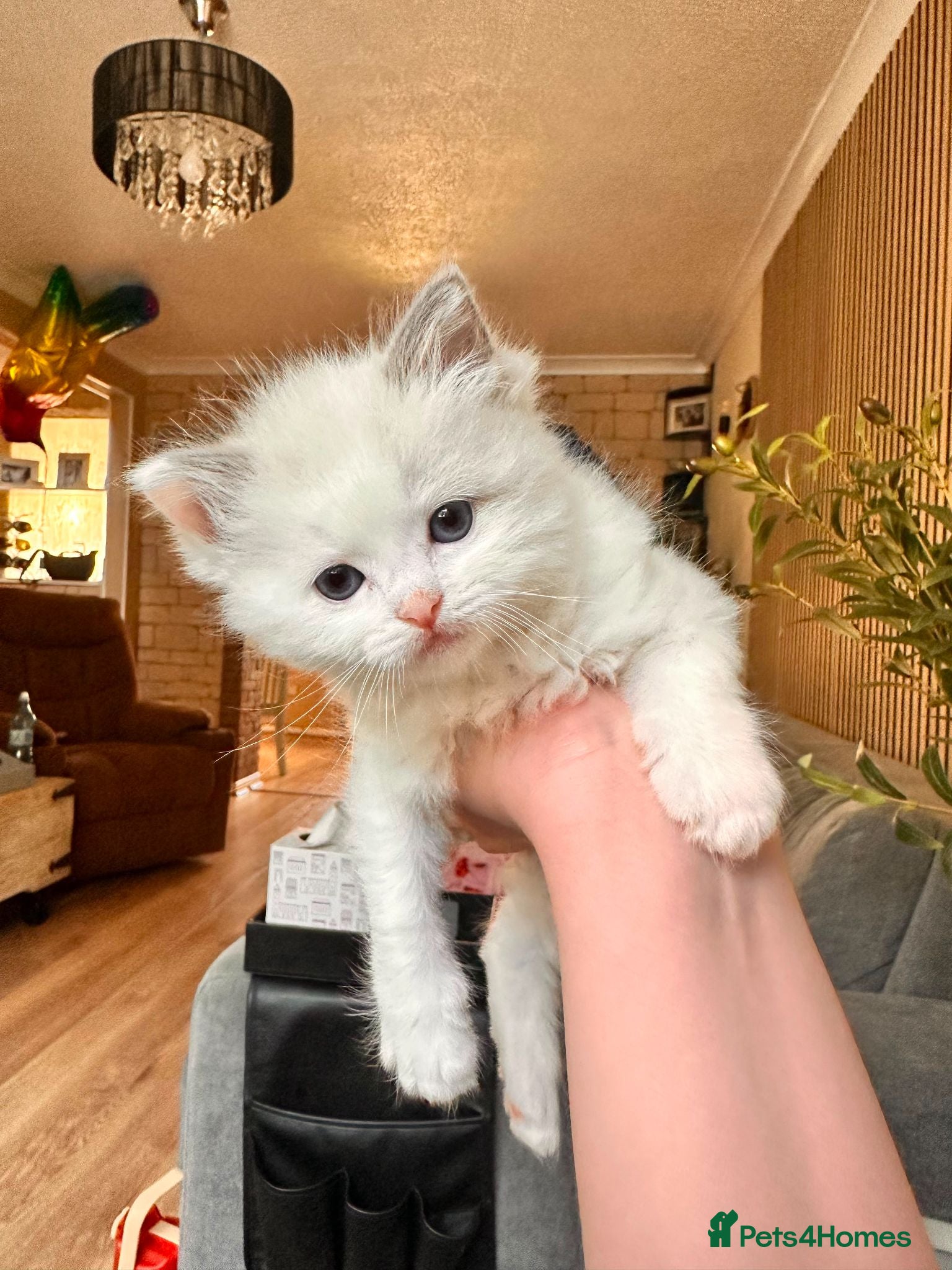 Ragdoll cats Ragdoll kittens - Advert 4
