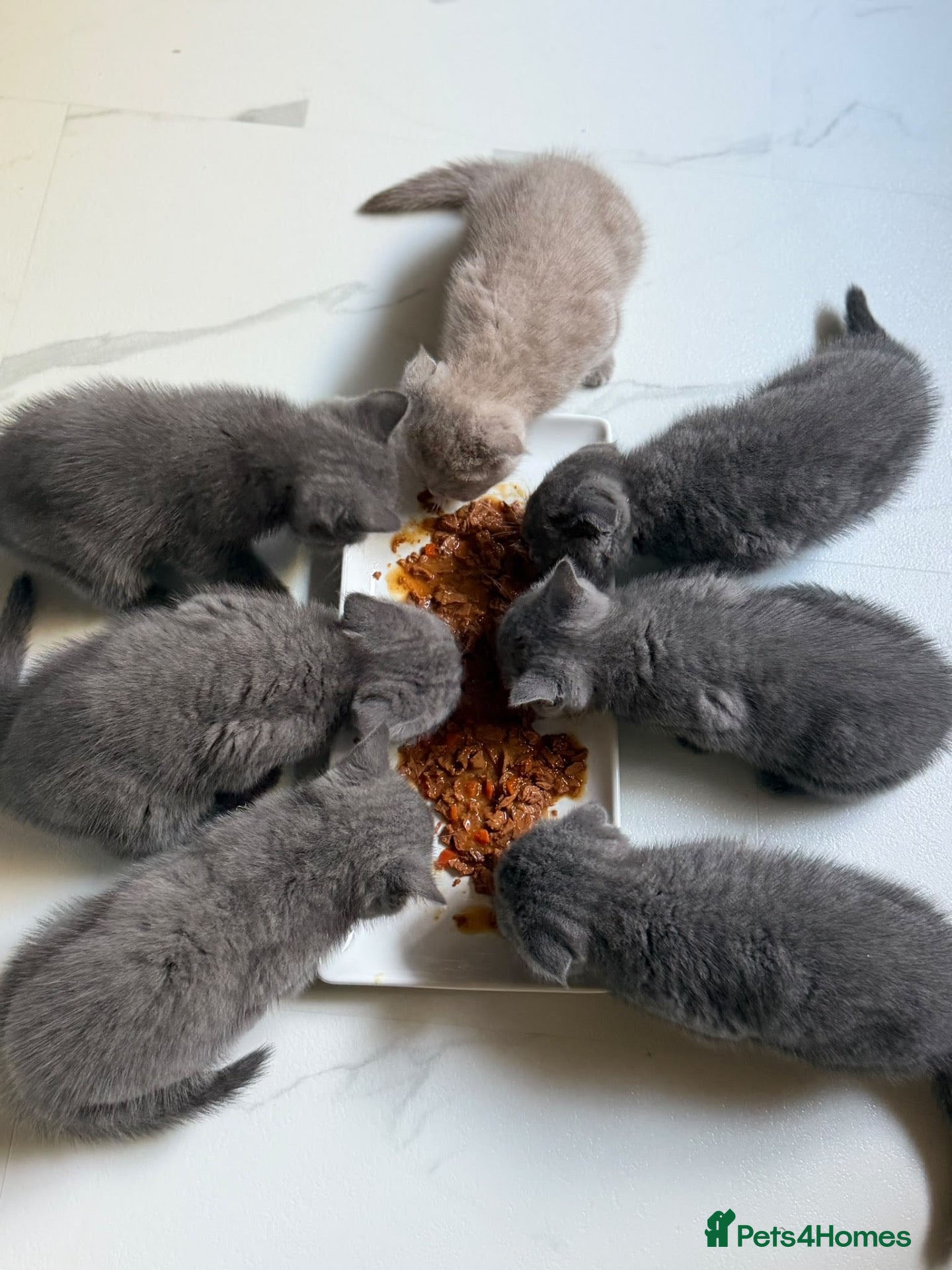 Scottish Fold cats 7 Beautifully Scottish Fold/Straight kittens - Advert 2