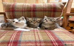 Mixed Breed cats for sale: 3 gorgeous boys mix breed - Image 22