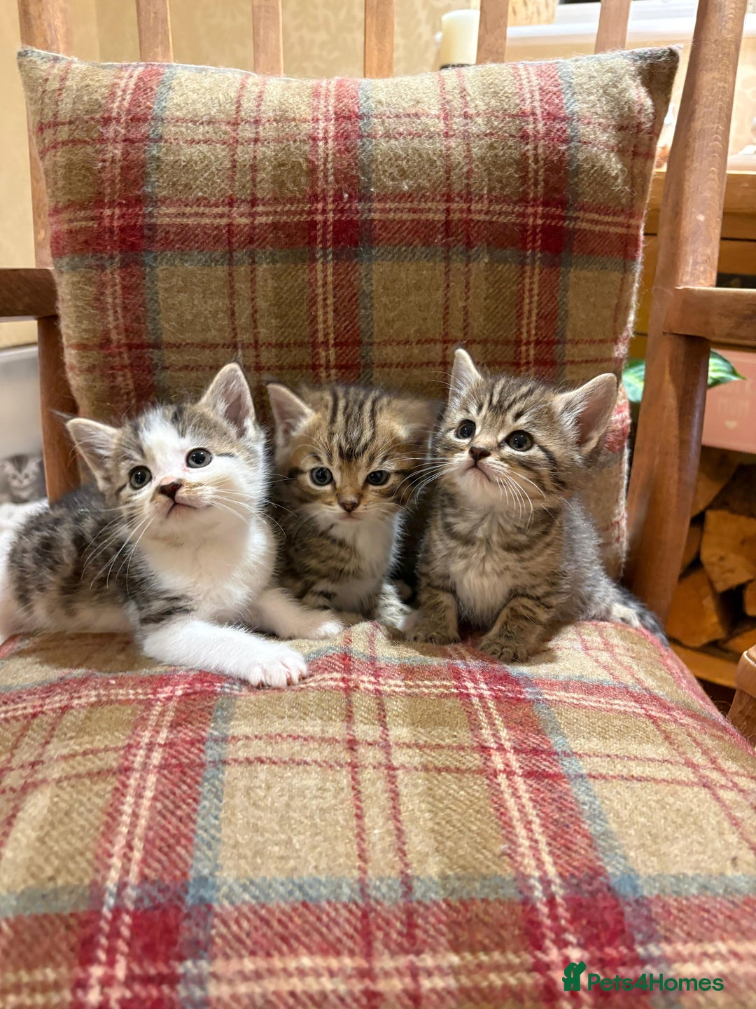 Mixed Breed cats for sale: 3 gorgeous boys mix breed - Image 22
