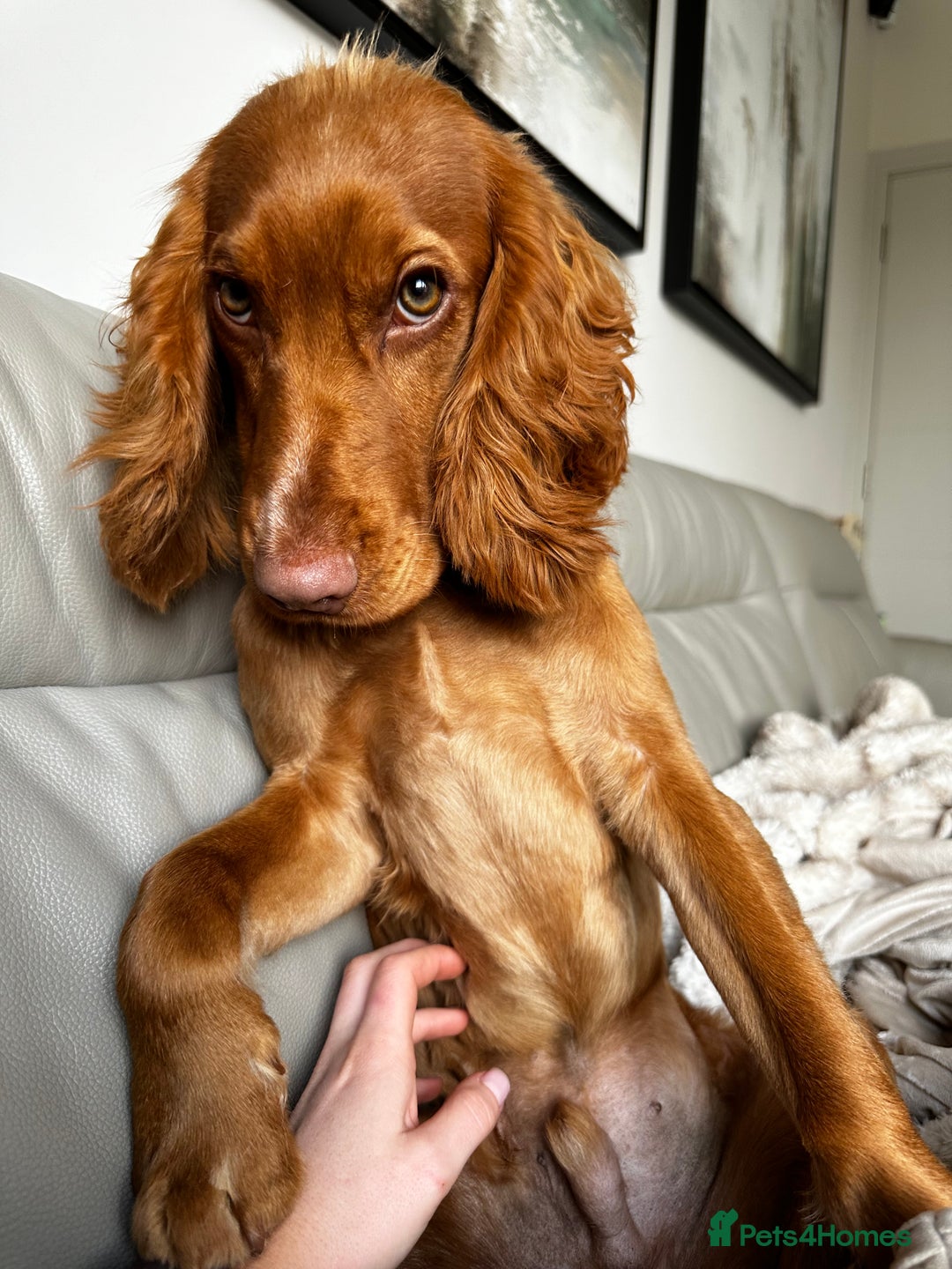 Cocker Spaniel dogs for stud: STUD - Working Cocker Spaniel - Image 20