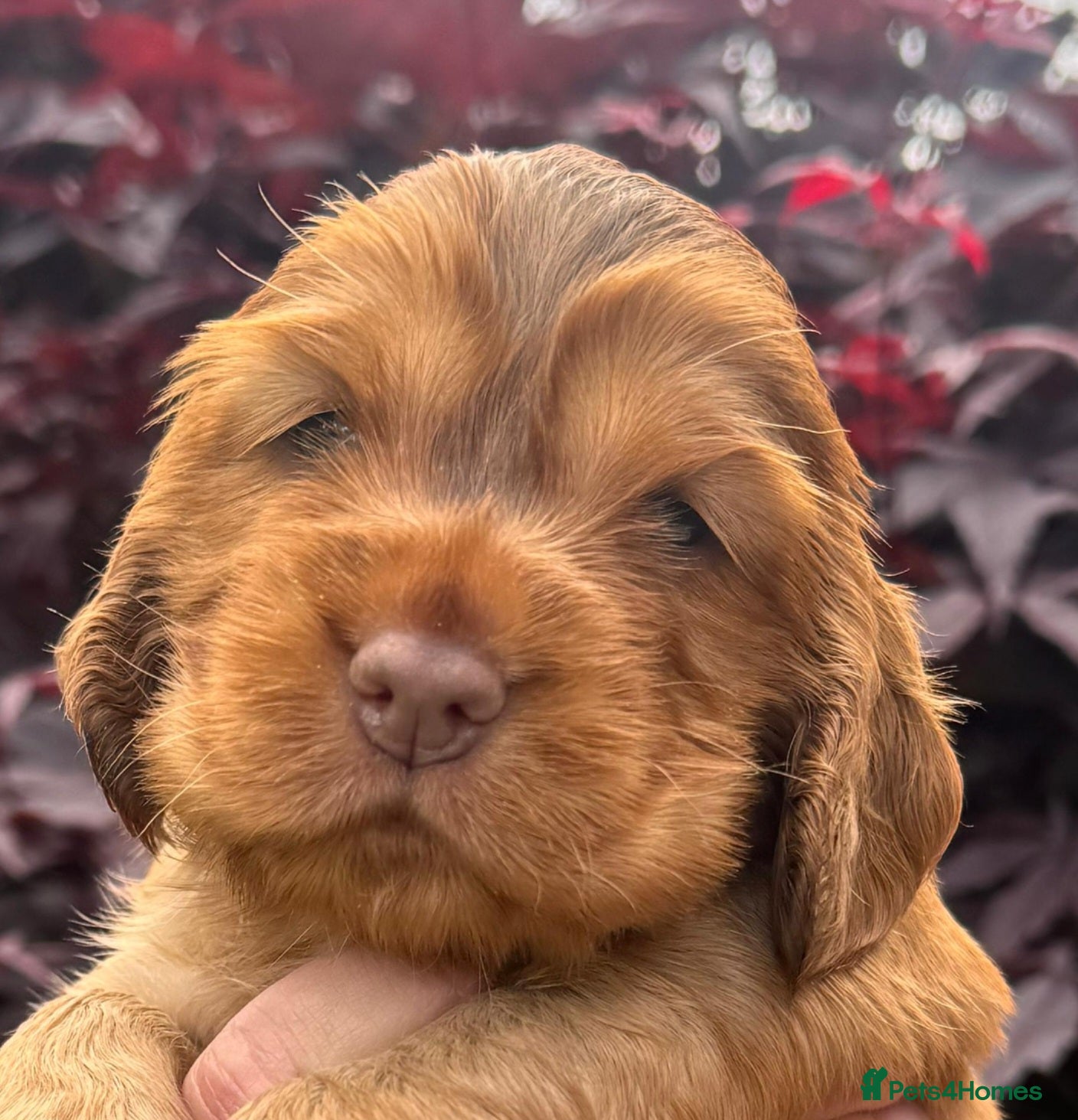 Cocker Spaniel dogs 💜💛🩷🩵OUTSTANDING KC SHOW COCKER SPANIELS 🌟 - Advert 2