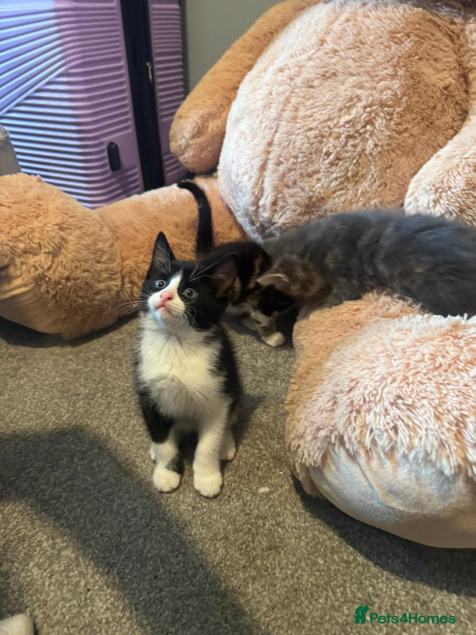 Mixed Breed cats Mixed half mainecoon kittens - Advert 17
