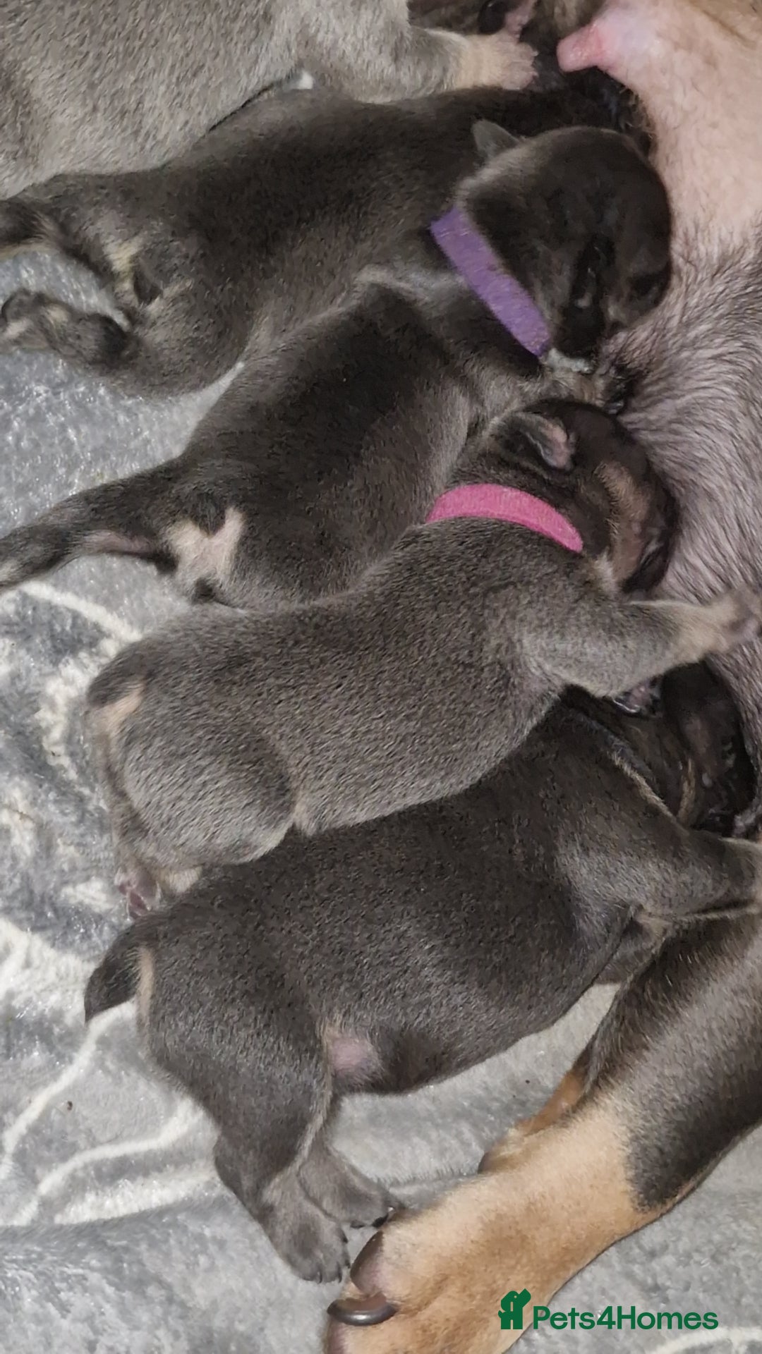 French Bulldog dogs for sale: Frenchie 🐾🐾 last little girl  - Advert 16