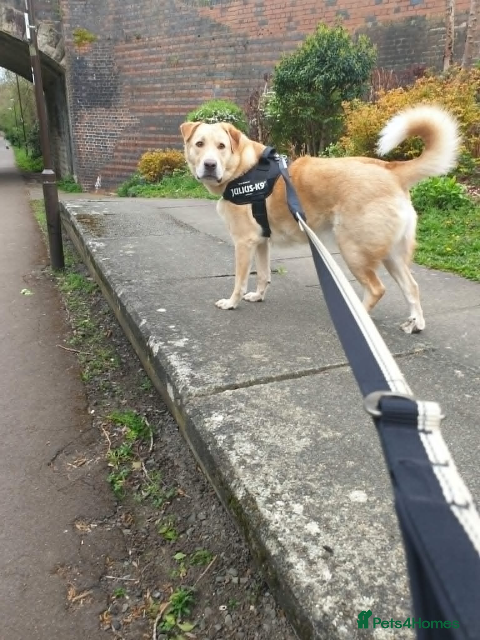 Mixed Breed dogs for adoption:  Finn – 3-Year-Old, Gentle Giant, Boy in Newport Pagnell - Advert 6