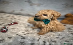 Miniature Poodle dogs for sale: 🐶 Miniature Poodle Puppies! 🐾 - Image 13