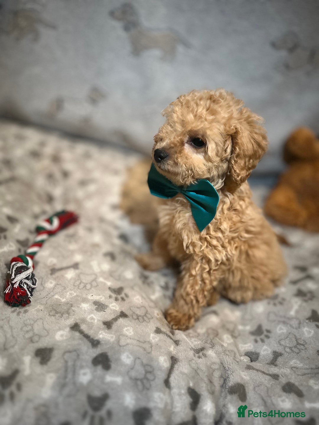 Miniature Poodle dogs for sale: 🐶 Miniature Poodle Puppies! 🐾 - Image 13
