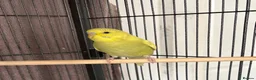 Budgerigars birds for sale: Baby budgies and baby finches  - Advert 3