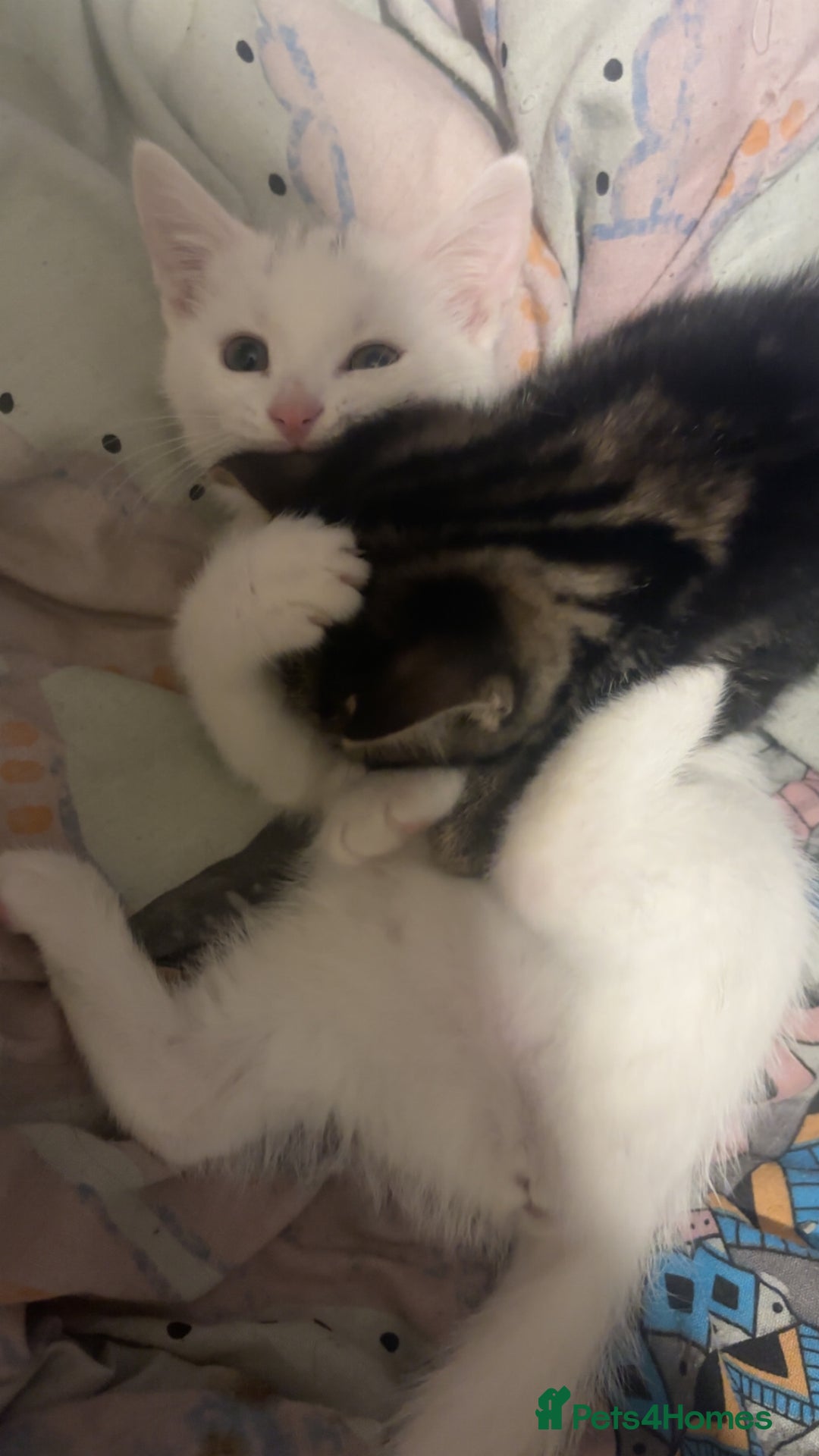 Mixed Breed cats for sale: 3 Lovely Kits for Sale  - Advert 5