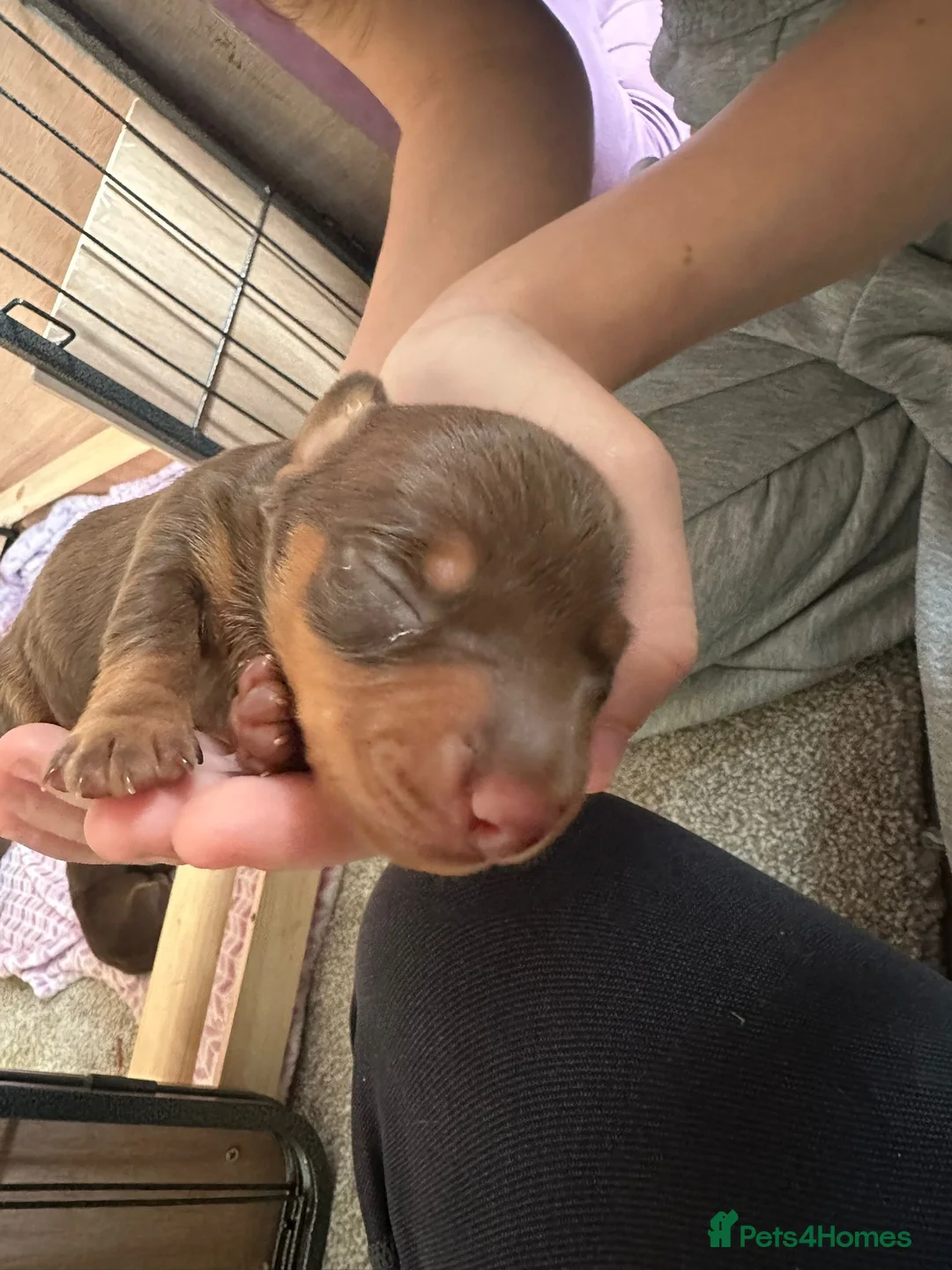 Miniature Dachshund dogs for sale: Stunning KC reg chocolate and tan pups  - Advert 2