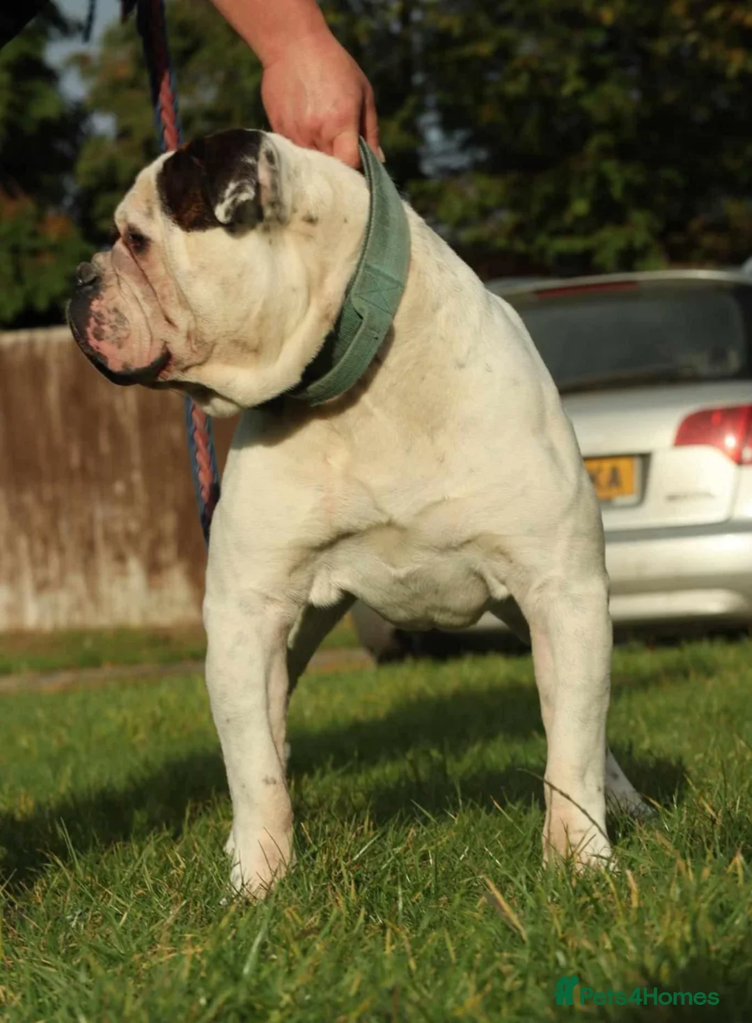 Alapaha Blue Blood Bulldog dogs for sale: 4 left absolute quality - Advert 14