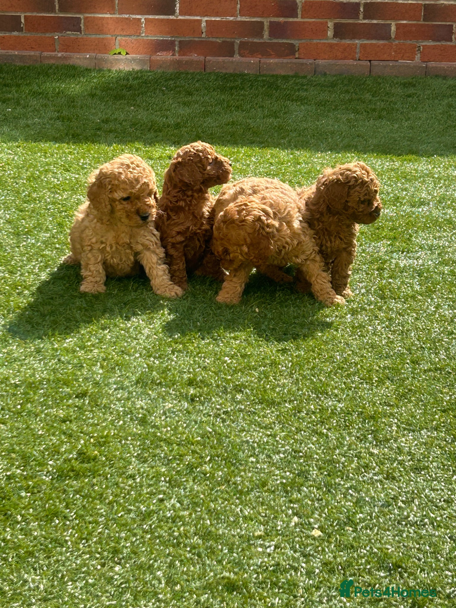 Cavapoo dogs Fox red cava poo puppies - Advert 2